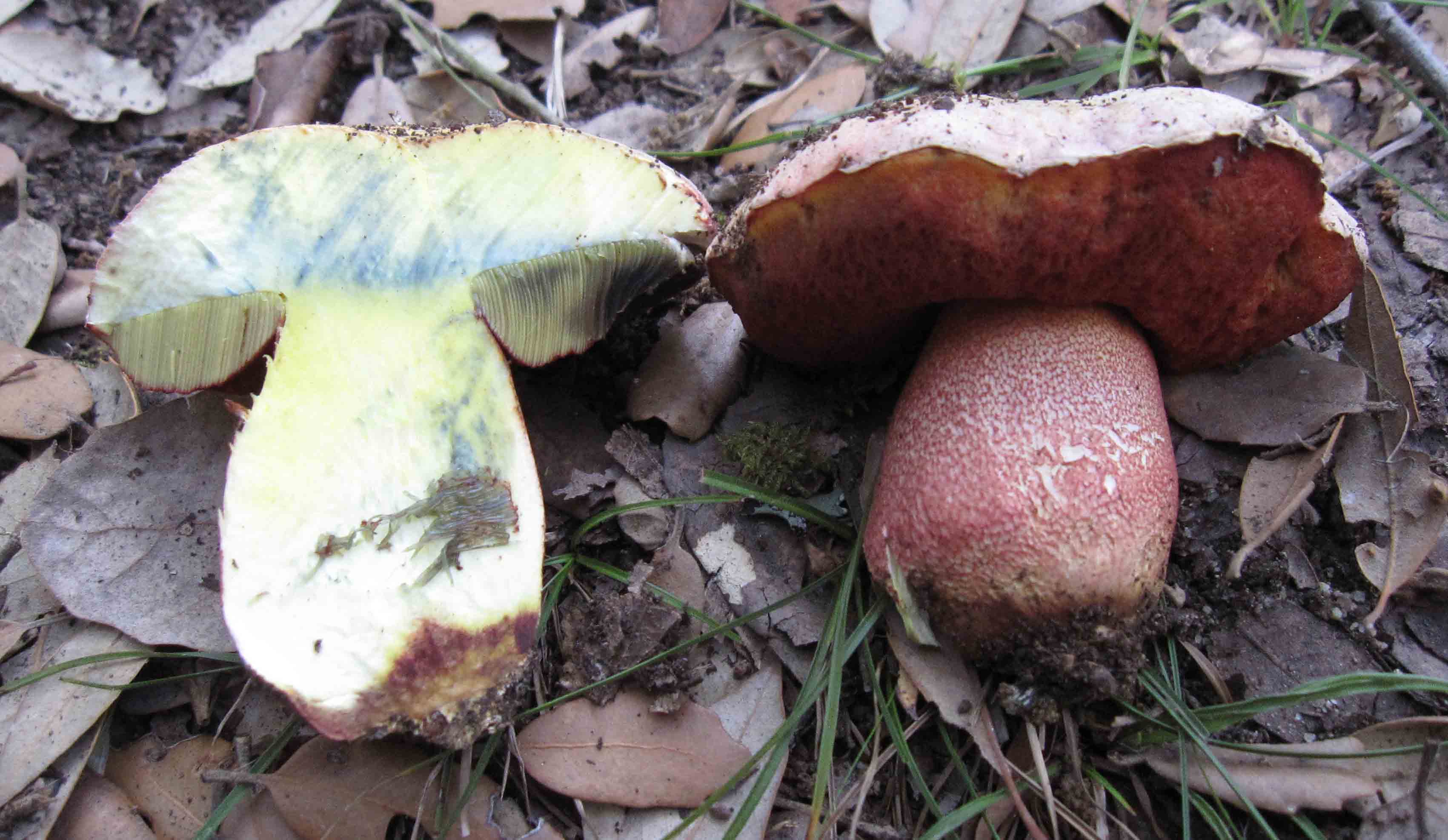tre boletus